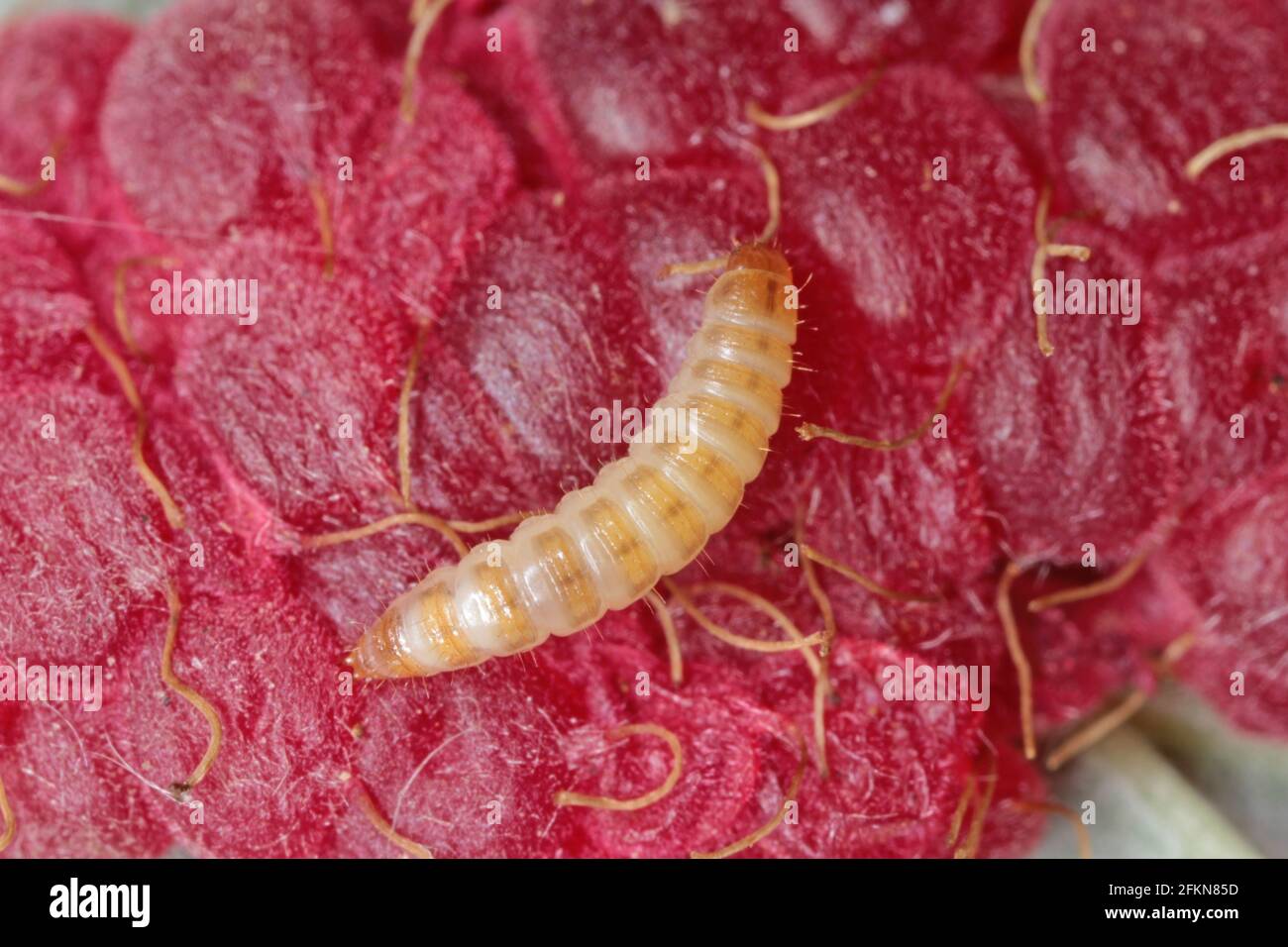 The raspberry beetle (Byturus tomentosus). It is a major pest affecting raspberry, blackberry