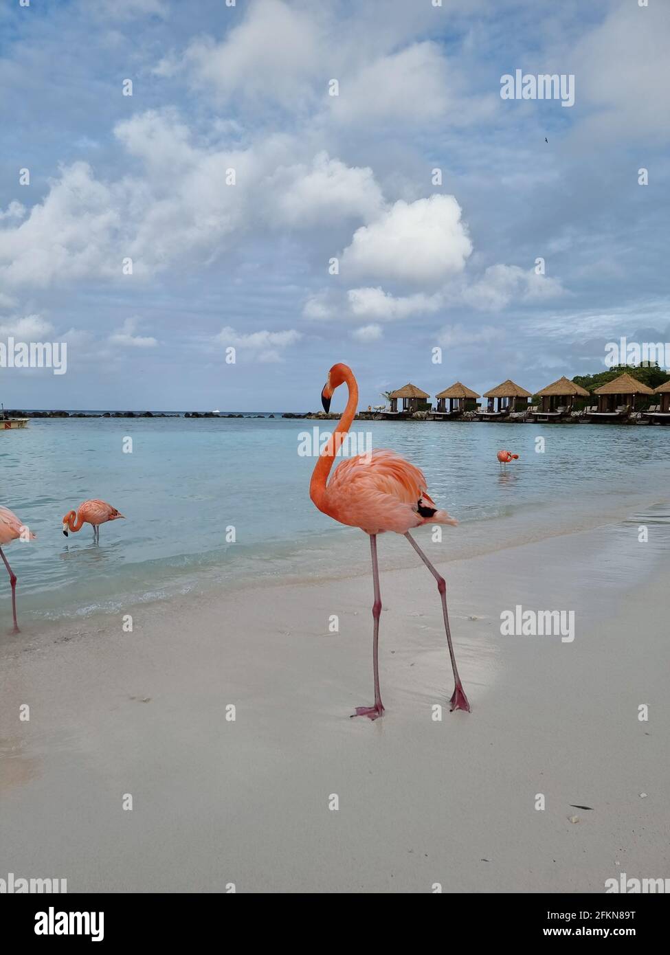 Aruba beach with pink flamingos at the beach, flamingo at the beach in ...