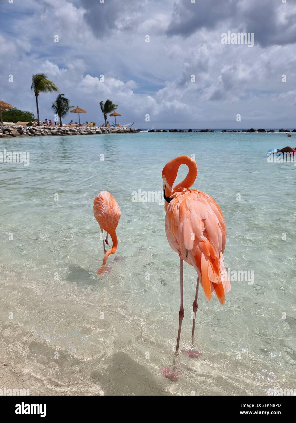 Aruba beach with pink flamingos at the beach, flamingo at the beach in ...