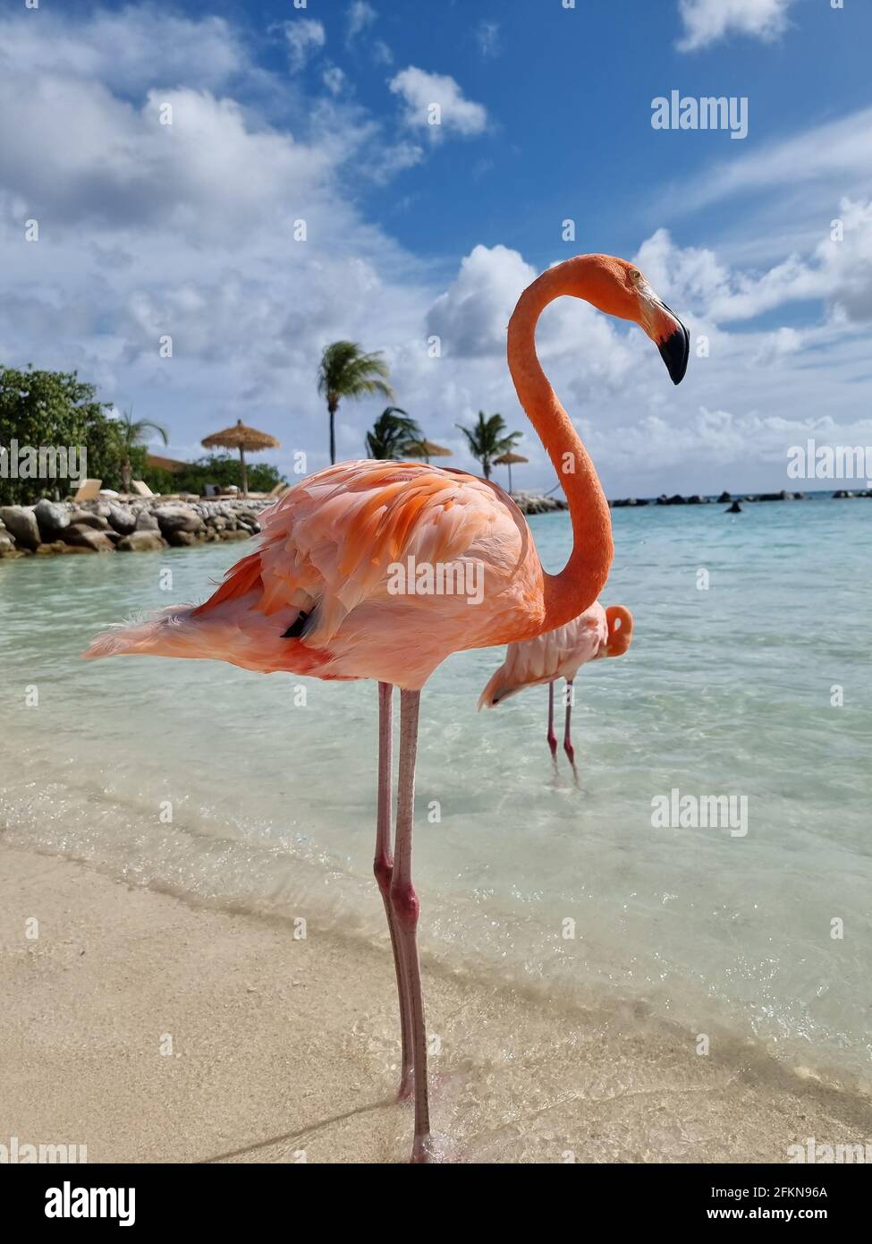 Aruba beach with pink flamingos at the beach, flamingo at the beach in ...