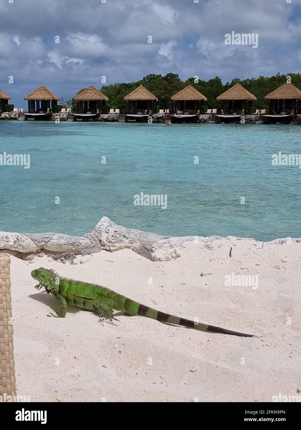 Aruba beach with Green Iguana at the beach, flamingo beach in Aruba ...