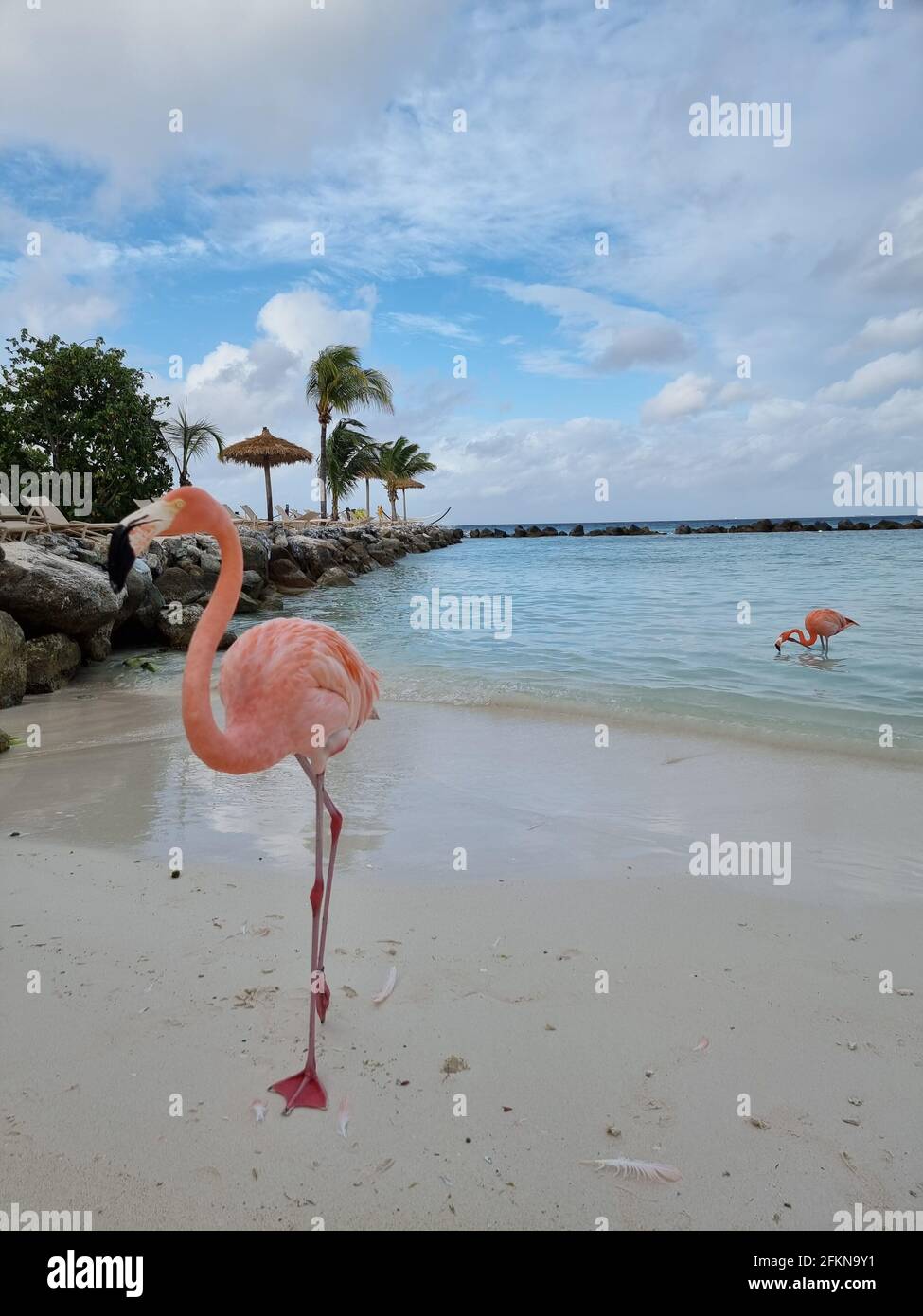 Aruba beach with pink flamingos at the beach, flamingo at the beach in ...