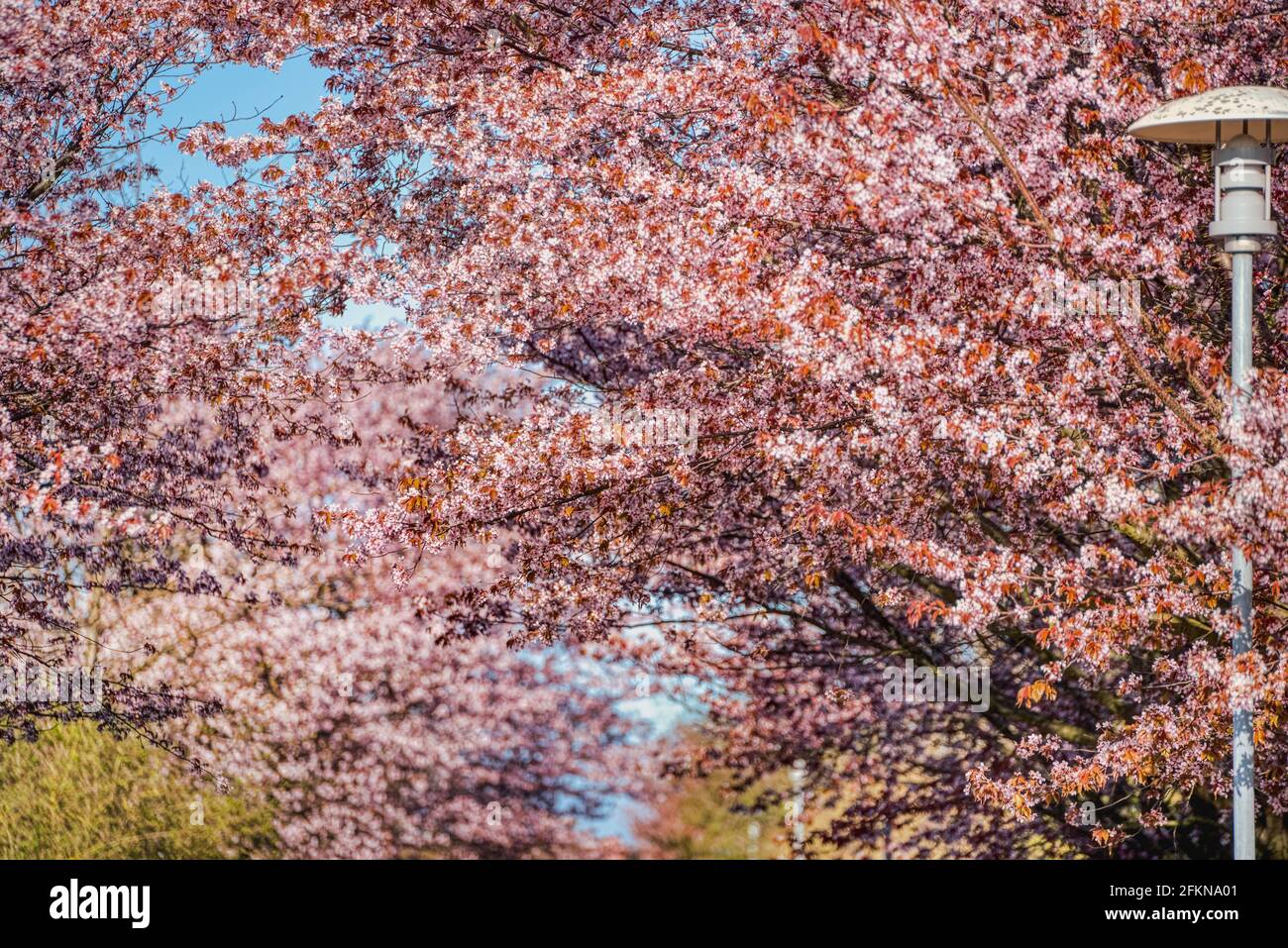 Sakura cherry tree pink flower texture. Intense pattern of rosy