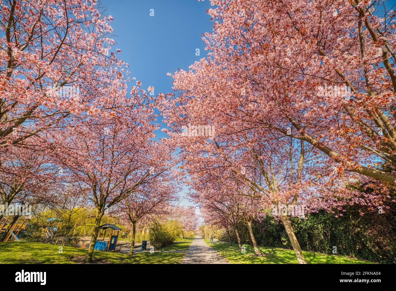A Sakura cherry alley covered by pink flower blossoms on a calm, spring day with a kids playground. Tranquil, blooming cherry trees or cherry alleyway Stock Photo
