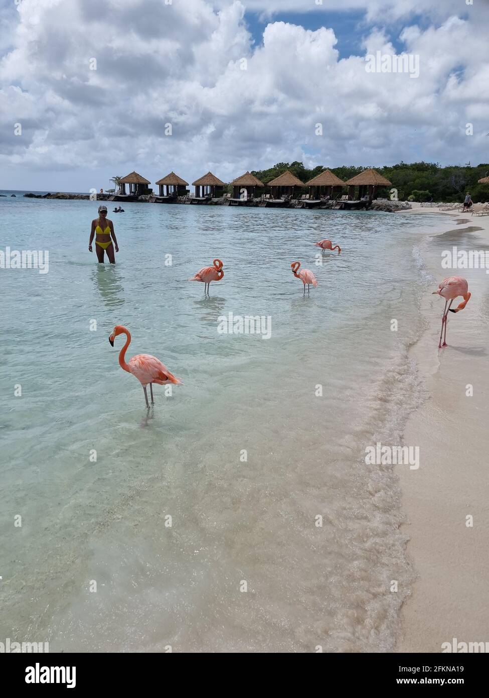 Aruba beach with pink flamingos at the beach, flamingo at the beach in ...