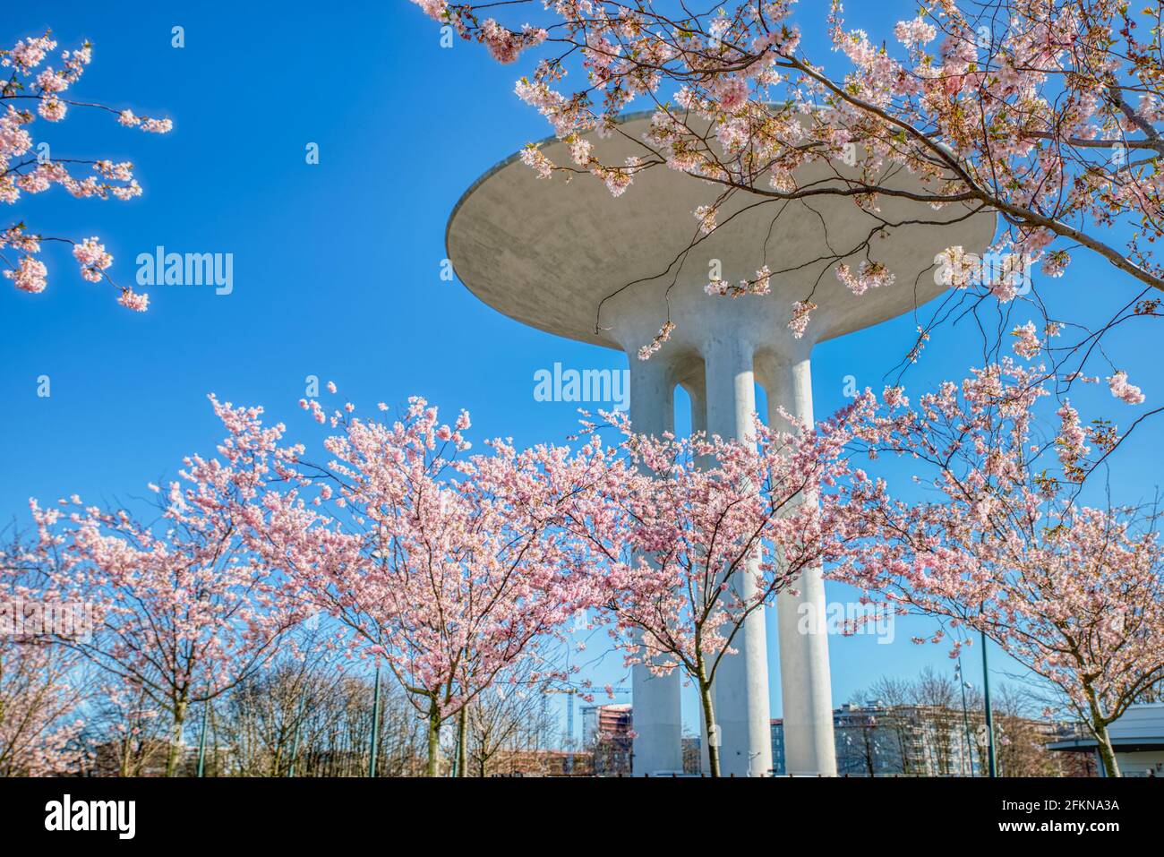 Sakura cherry tree branches full of pink blossoms or flowers at Hyllie Vattenpark on a sunny spring day with the modern Vattentorn or water tower Stock Photo