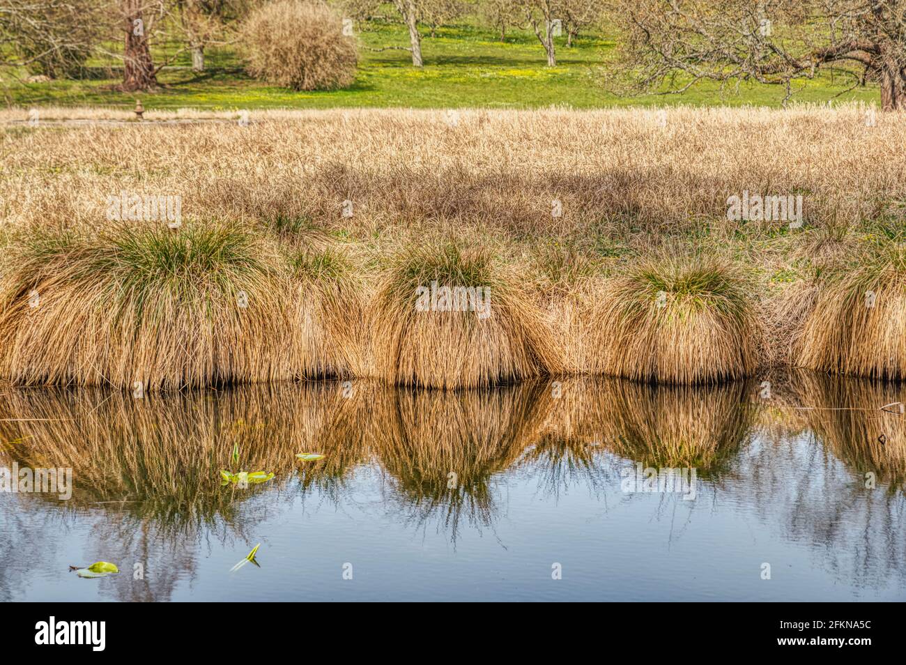 Wetland swamp water grass hi-res stock photography and images - Alamy