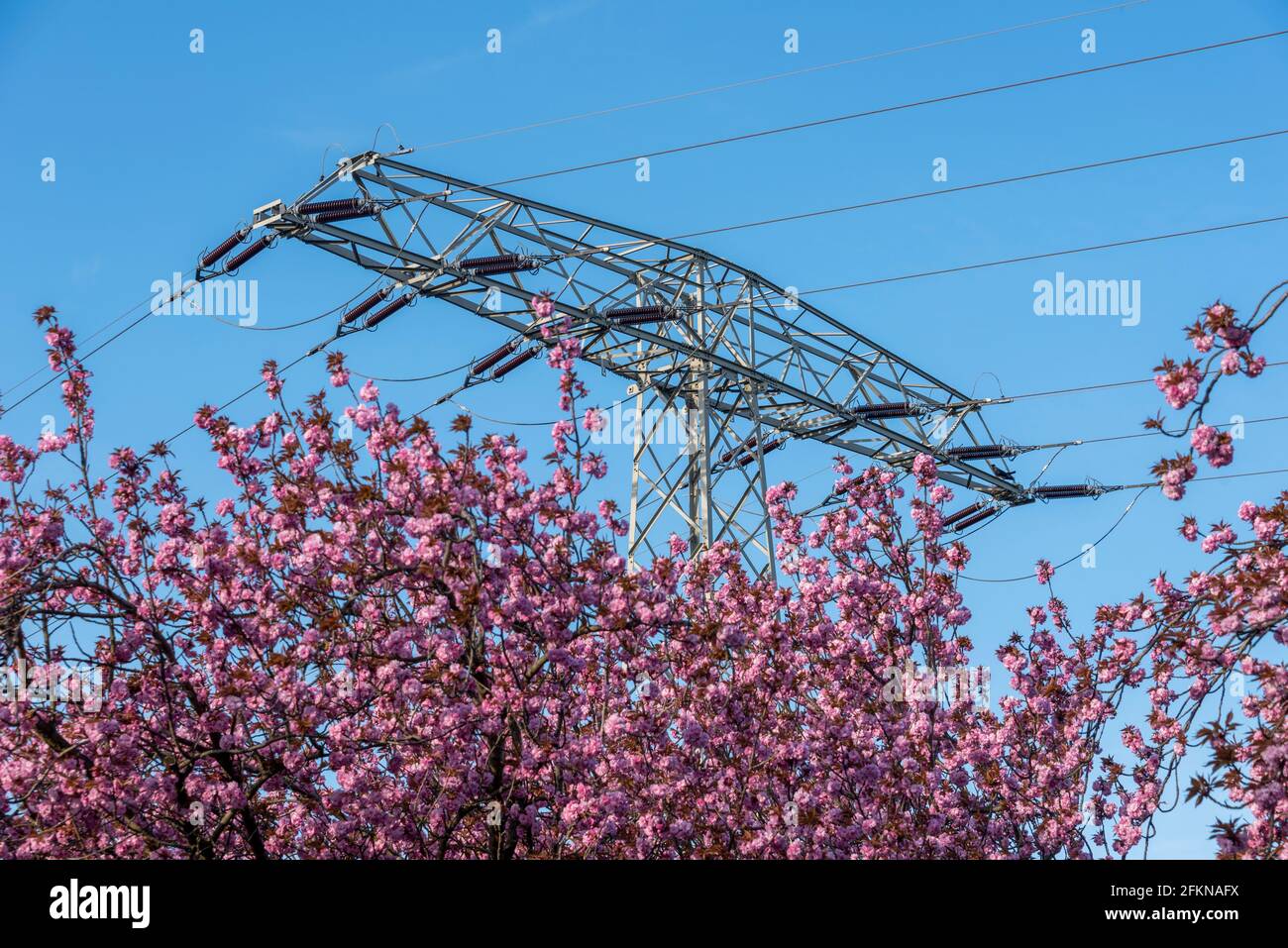 Japanese ornamental cherries in blossom, electricity pole Stock Photo