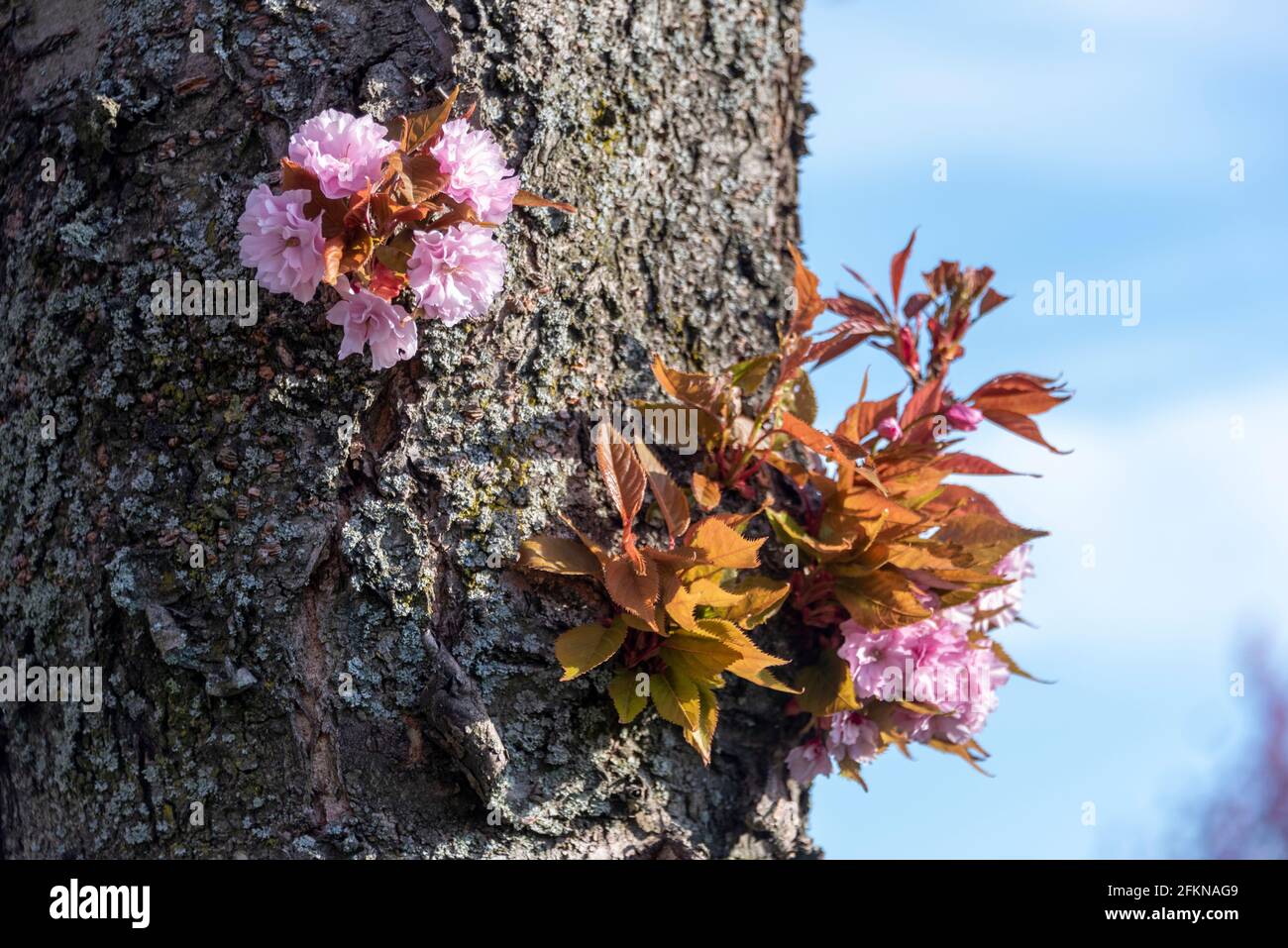 Cherry blossom, Japanese ornamental cherries in bloom, Magdeburg, Germany Stock Photo