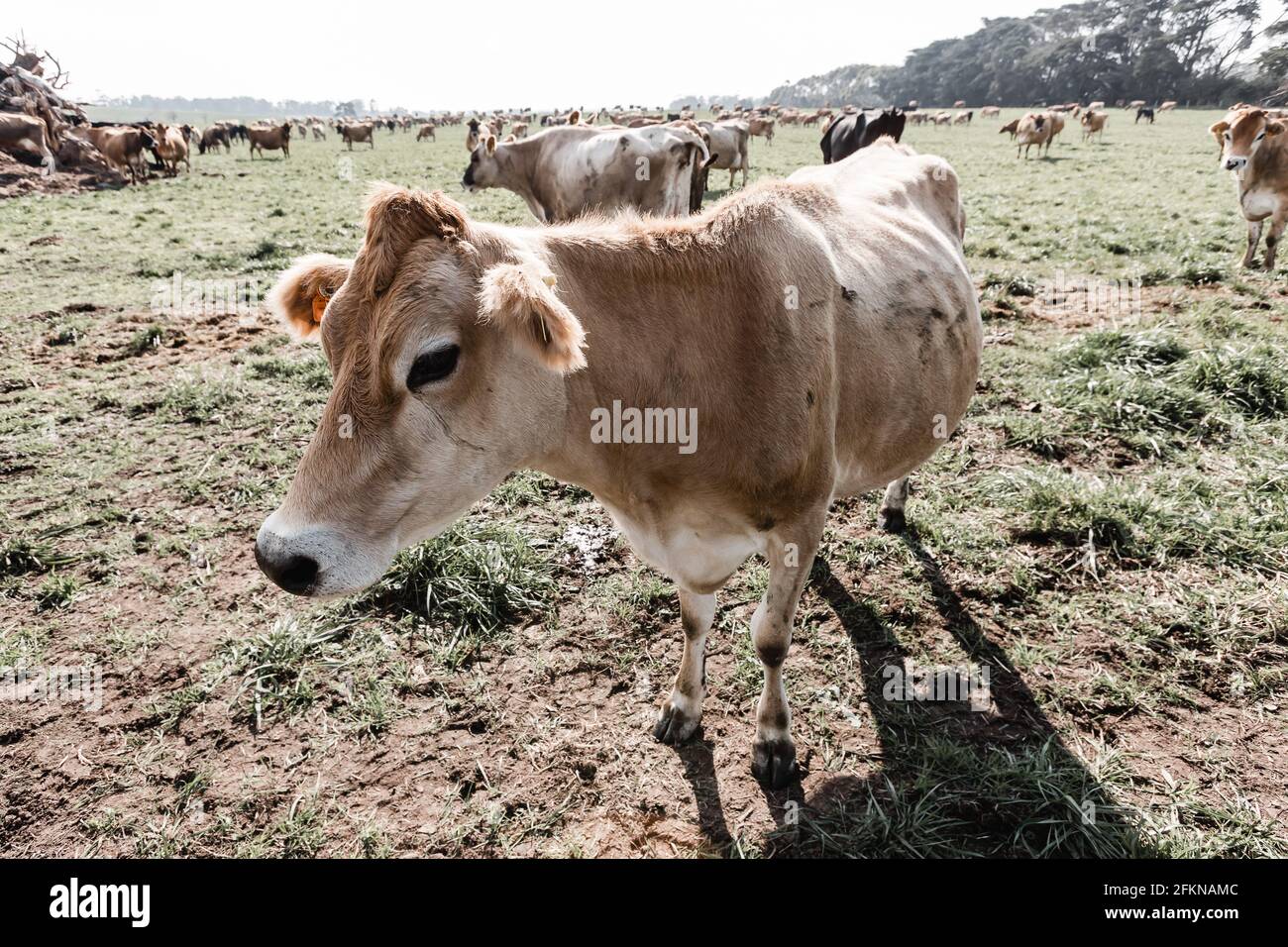 A jersey cow on a dairy farm with other cows in the foreground Stock