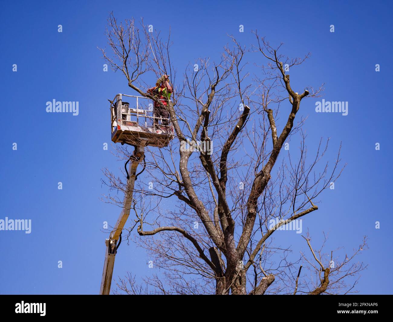 Tree clippings hi-res stock photography and images - Alamy