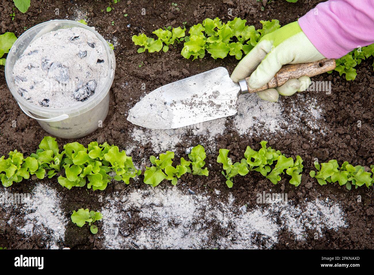 Gardener hand sprinkling wood burn ash from small garden shovel between lettuce herbs for non-toxic organic insect repellent on salads. Stock Photo