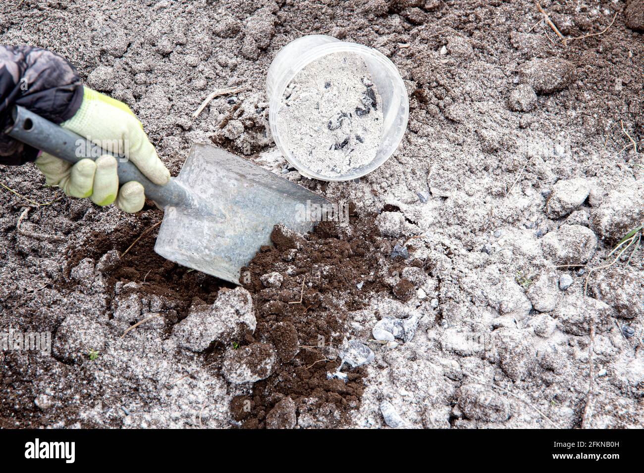 Gardener mixing wood burn ash powder in garden black soil to fertilize soil and give nutrients for plants concept. Stock Photo