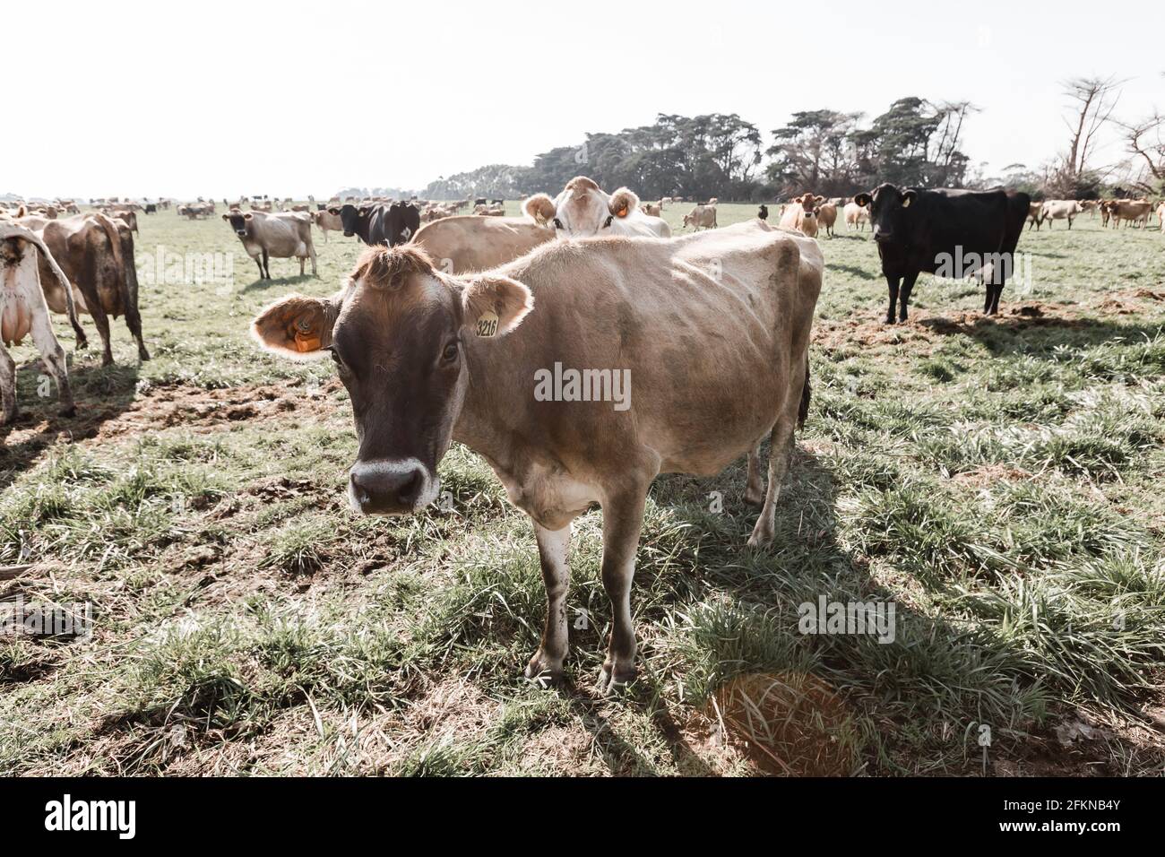 A jersey cow on a dairy farm with other cows in the foreground Stock Photo