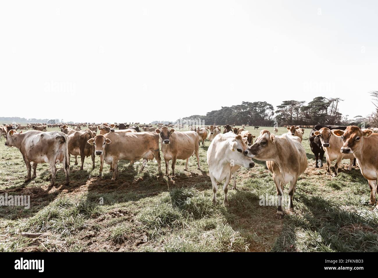 jersey cows on a dairy farm Stock Photo Alamy