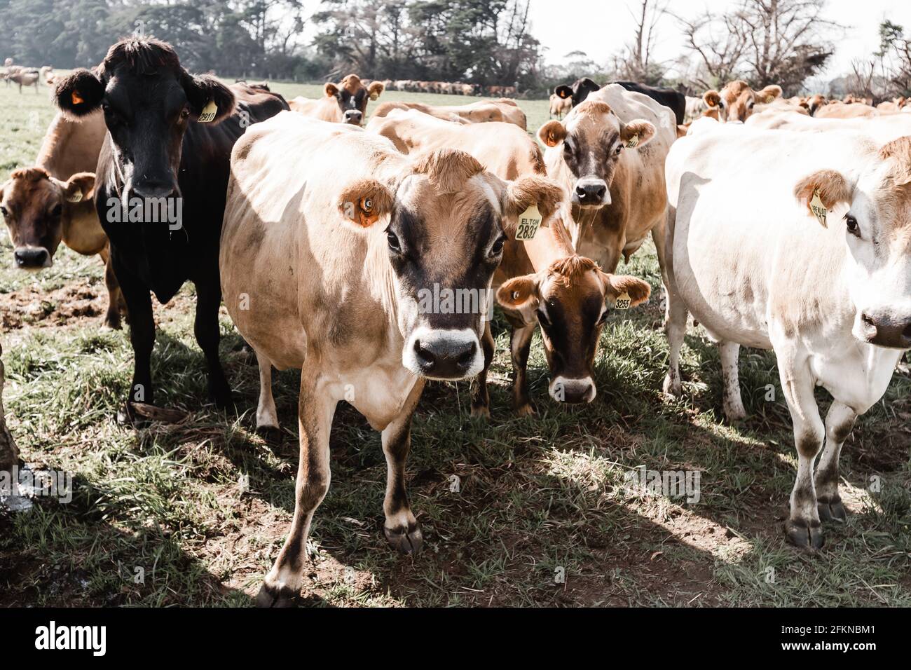 jersey cows on a dairy farm Stock Photo