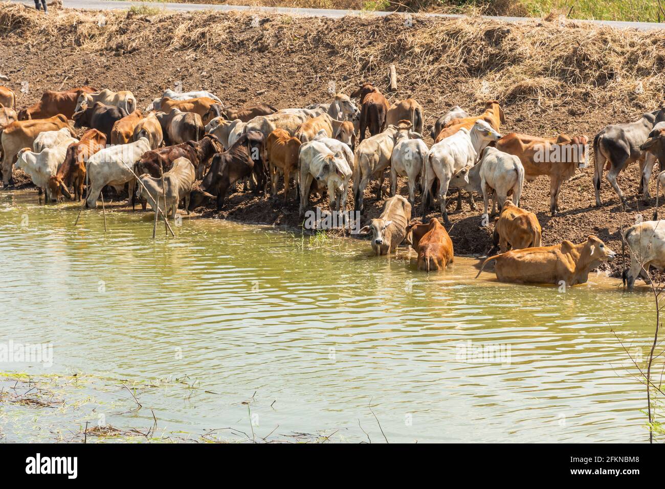 The herd of cows brown in the river Stock Photo - Alamy