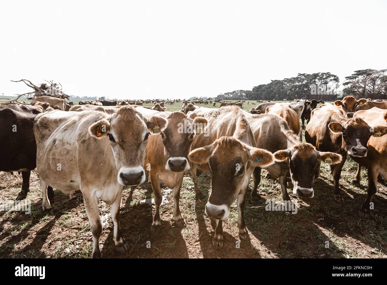 jersey cows on a dairy farm Stock Photo Alamy