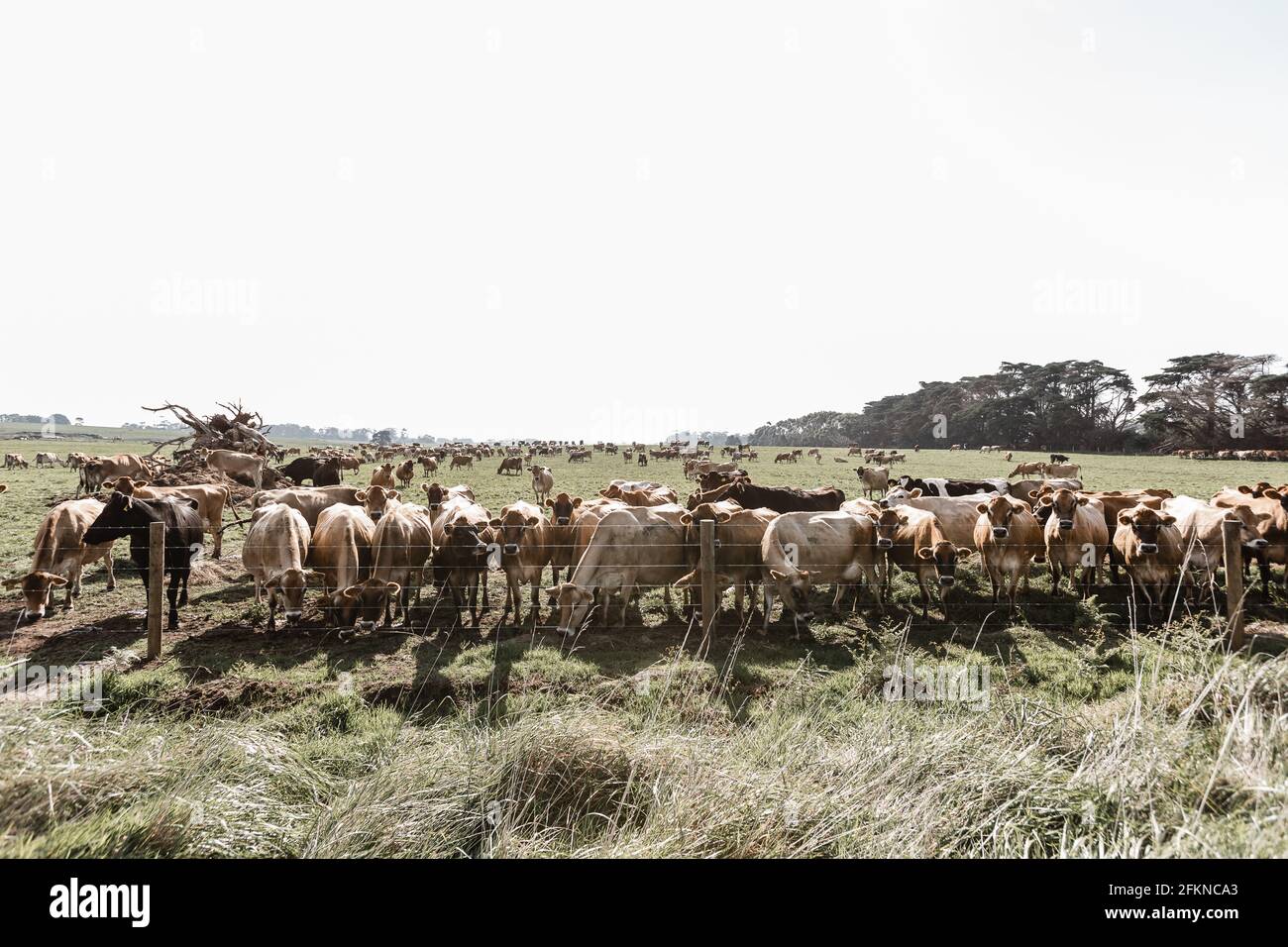 jersey cows on a dairy farm Stock Photo