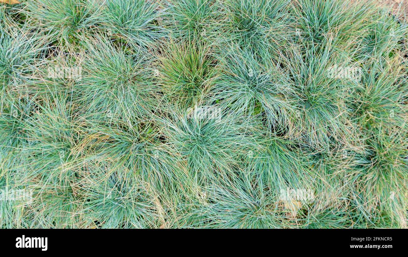 Green background from bushes of gray fescue close-up with copy space. Floral backdrop from cereal plants top view. Thickets of festuca glauca. Stock Photo