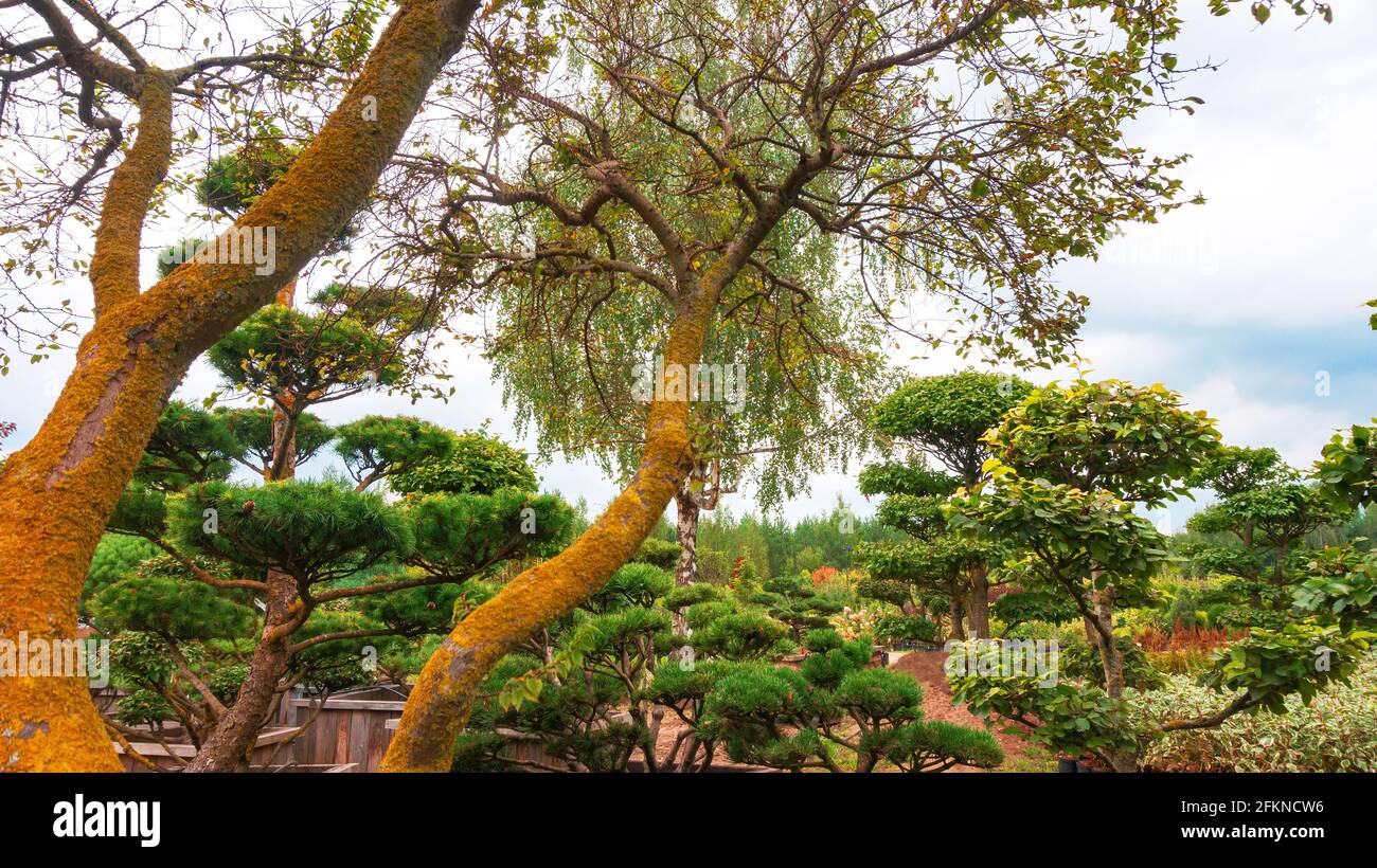 Japanese style garden with niwaki pines. Topiary forms in landscape design. Coniferous tree nursery with bonsai-style shapes. Stock Photo