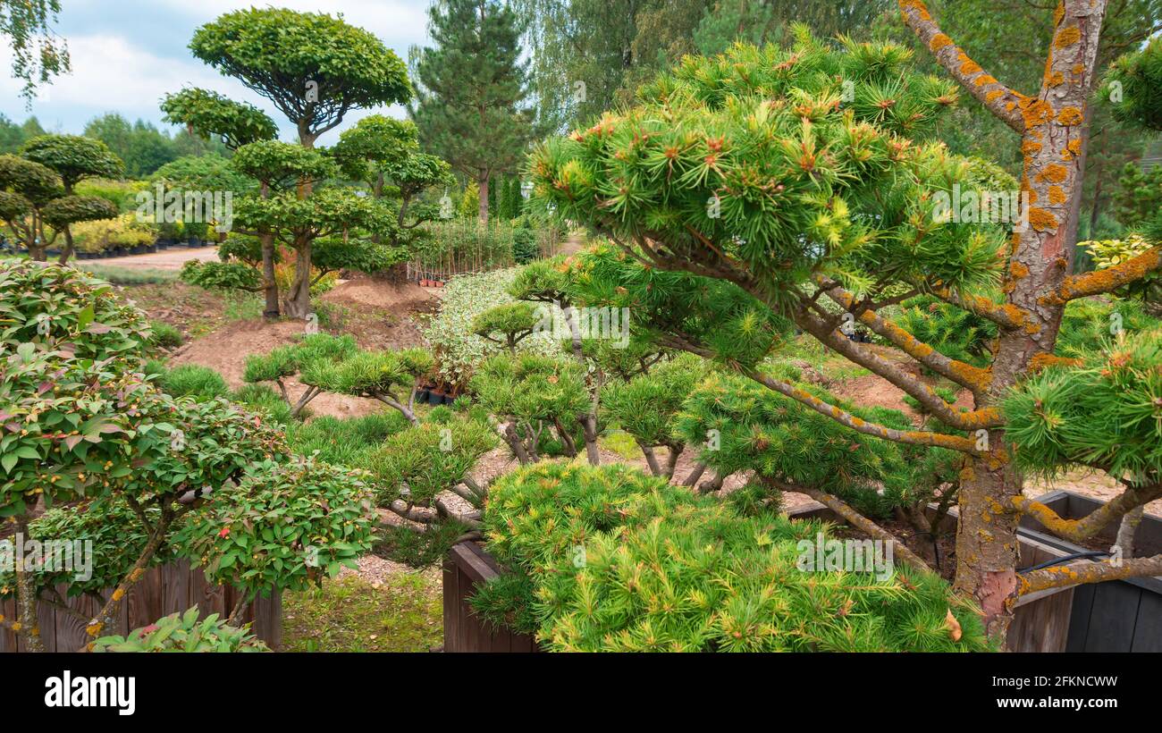 Pine niwaki. Niwaki trees in the landscape design of a Japanese garden.  Bonsai of large conifers. Coniferous and deciduous tree nursery Stock Photo  - Alamy