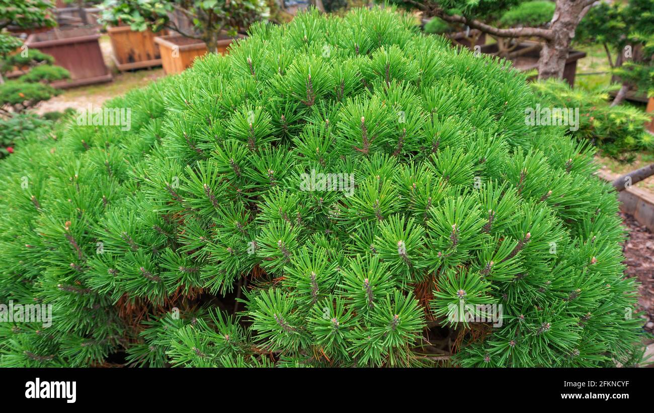 Mountain pine tree in landscape design close-up. Dwarf conifers in the garden. Dense pine crown background close up with copy space. Stock Photo