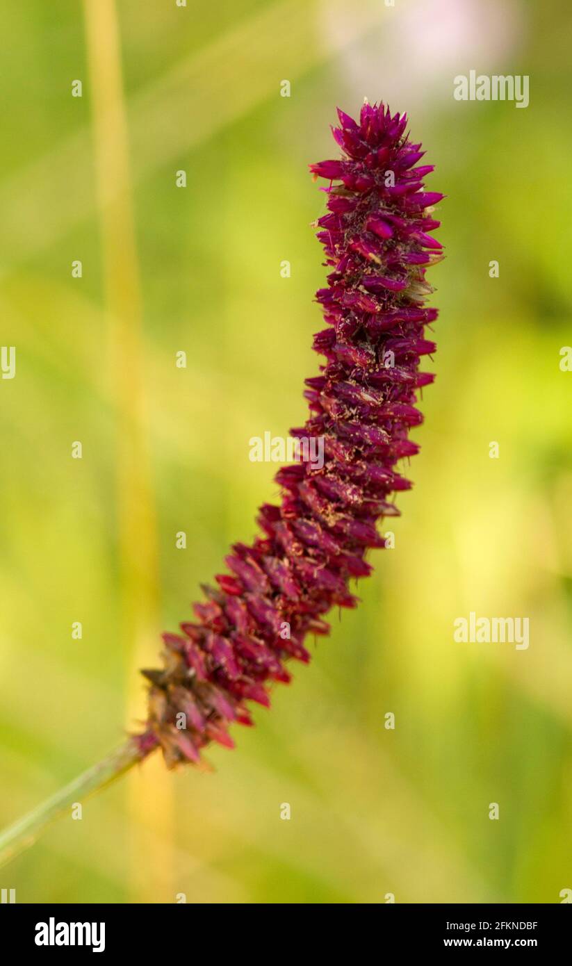 The Maroon Spikes is a common flower during the middle part of the rainy season. The tiny flowers are protected by stiff maroon coloured bracts Stock Photo