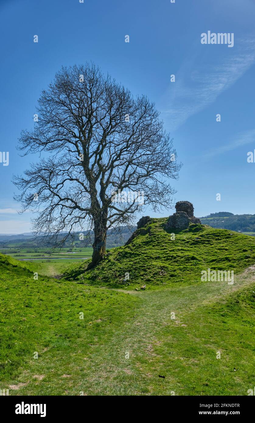 A lone tree next to ruins of Dryslwyn Castle, Dryslwyn, Carmarthenshire Stock Photo