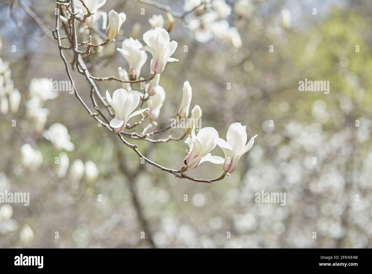 Magnolia tree flower close up. Spring time. Season background with copy space. Botanical garden in april. High quality photo Stock Photo
