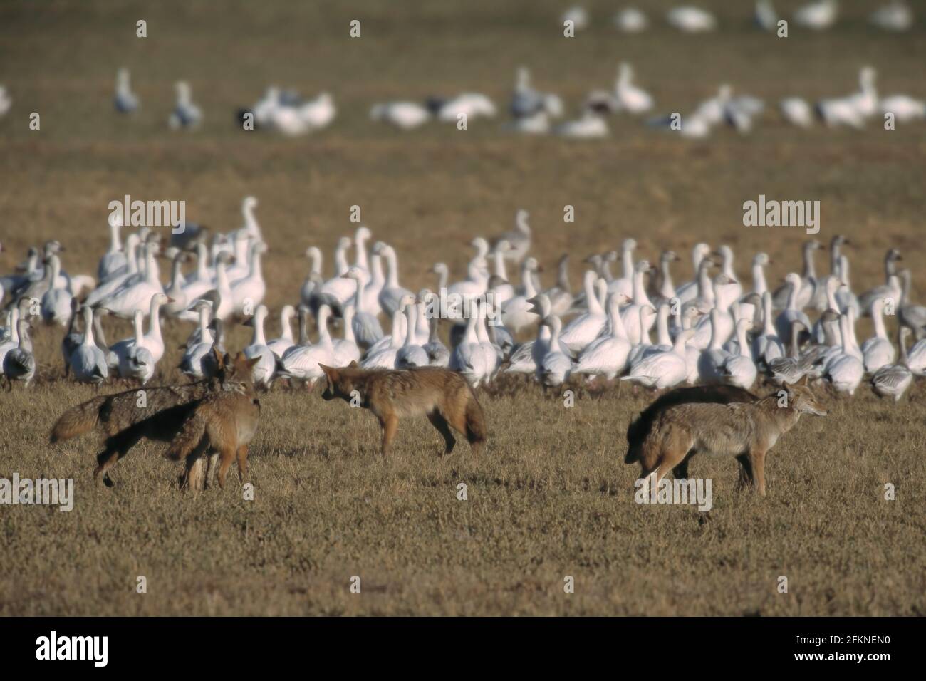 Coyotes hunting snow geese hires stock photography and images Alamy
