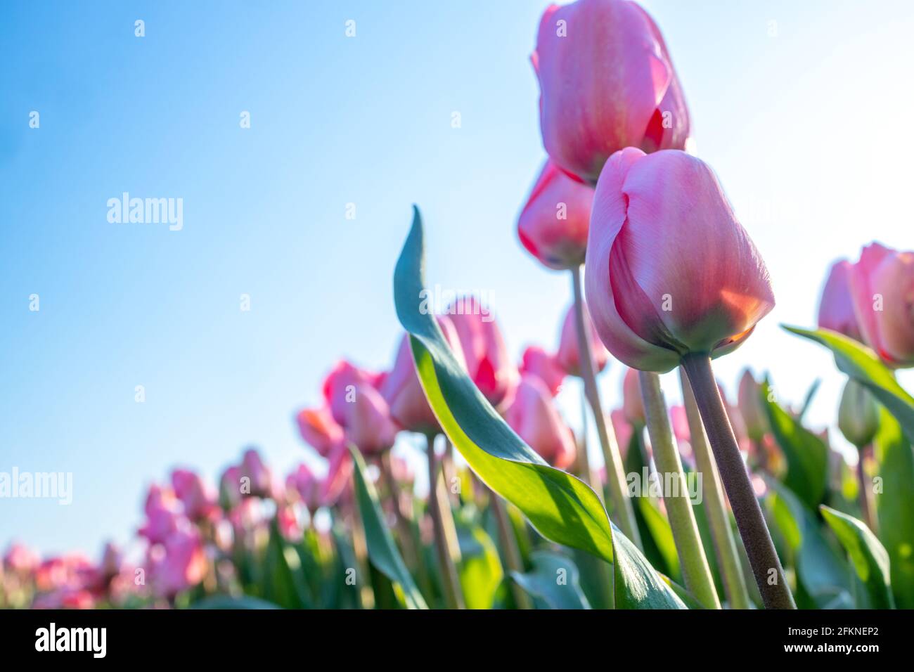 close of tulips in the field in the Netherlands selective focus background blur Stock Photo