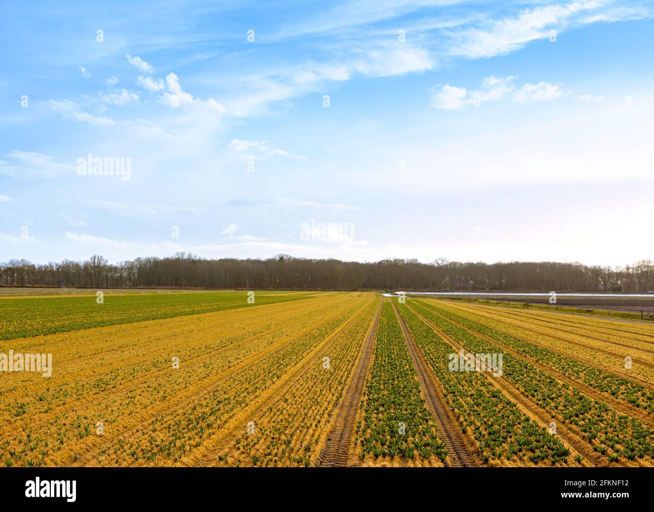 Dutch landscape of tulip flower fields in the Netherlands Stock Photo ...