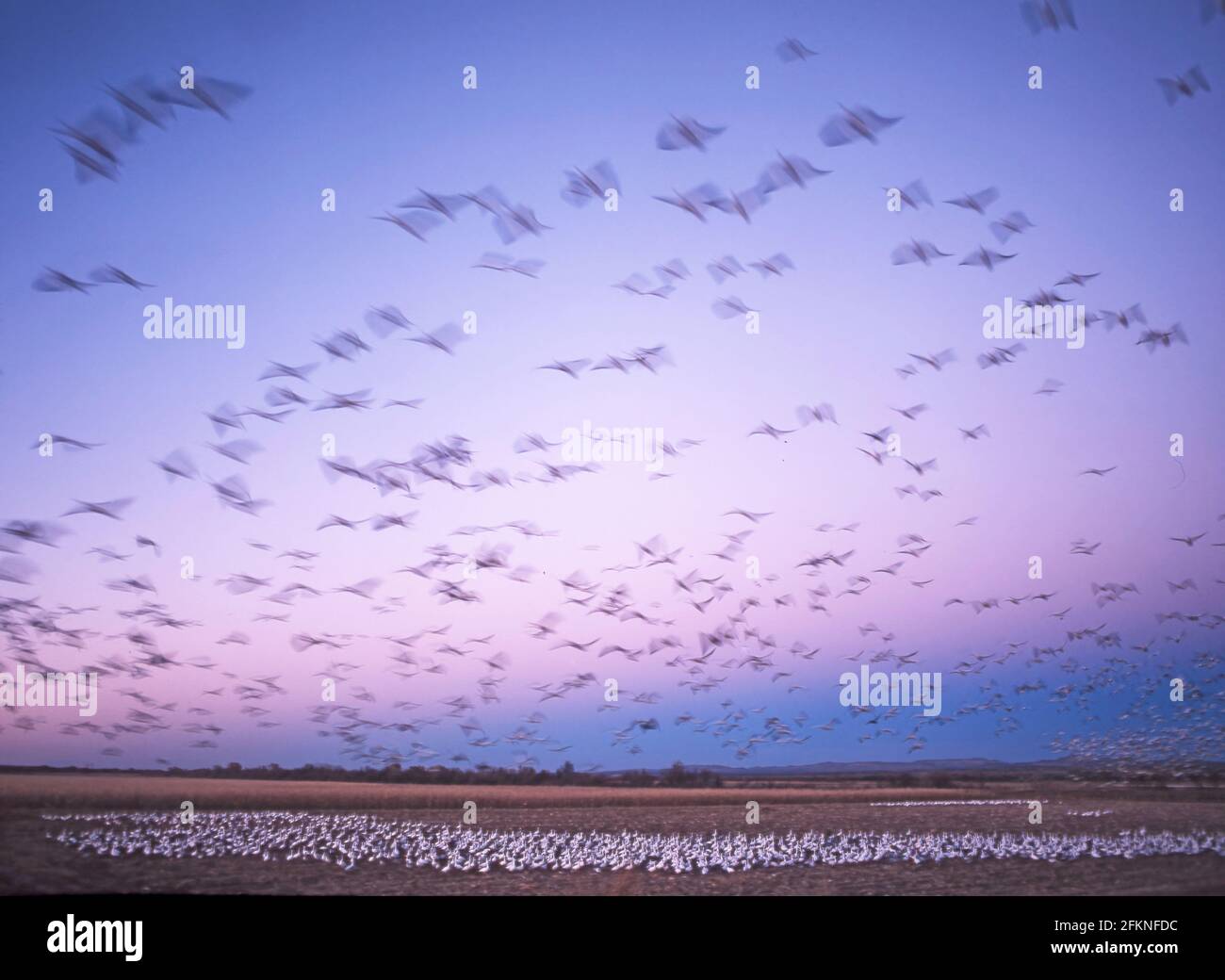 Snow Geese flying to roost after dark Anser caerulescens Bosque NWR New