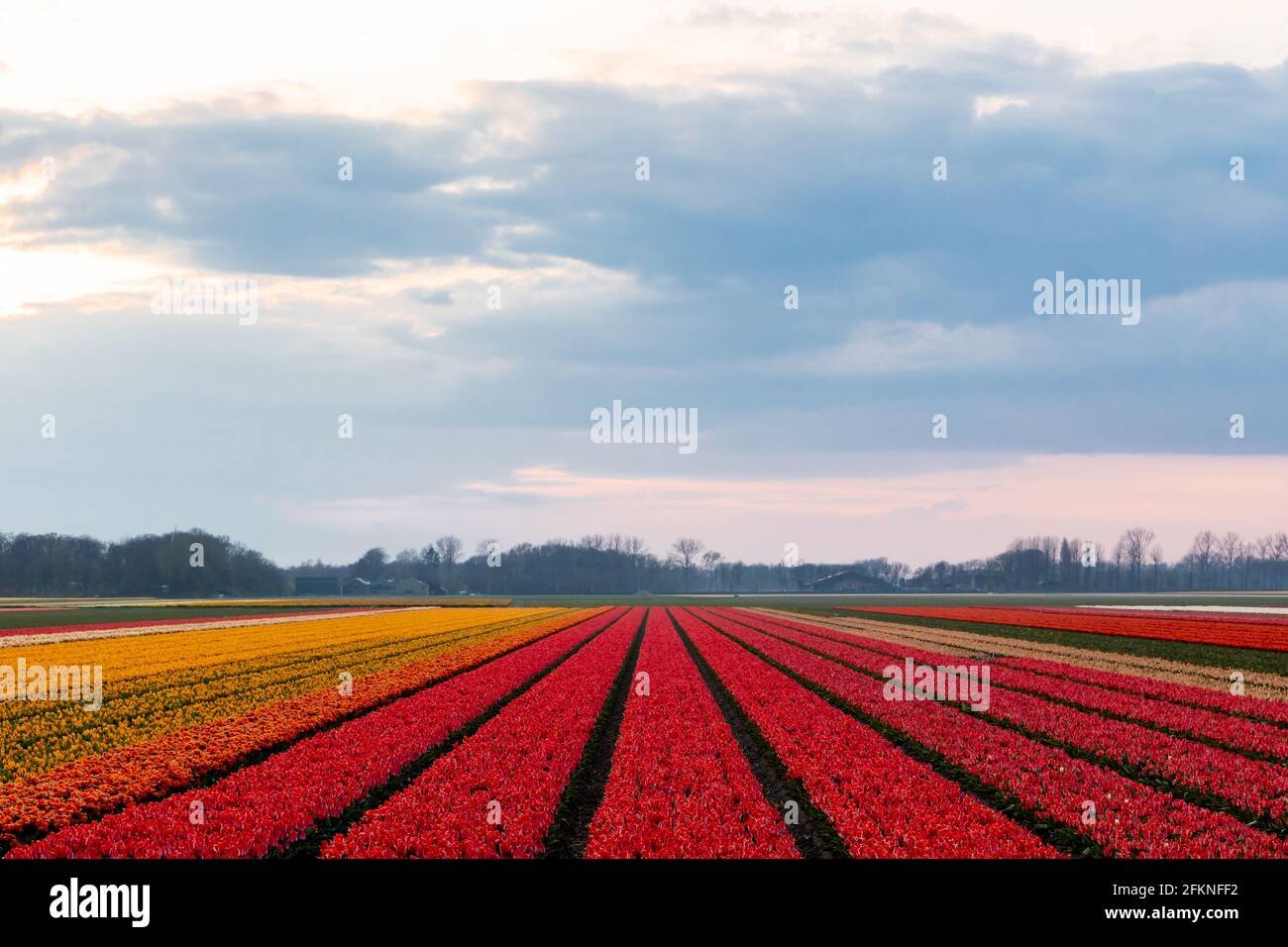 Dutch landscape of tulip flower fields in the Netherlands Stock Photo