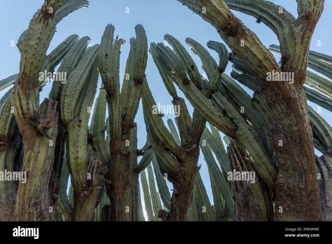 Lophocereus marginatus cactus in Mixteca Poblana, Puebla, Mexico Stock Photo