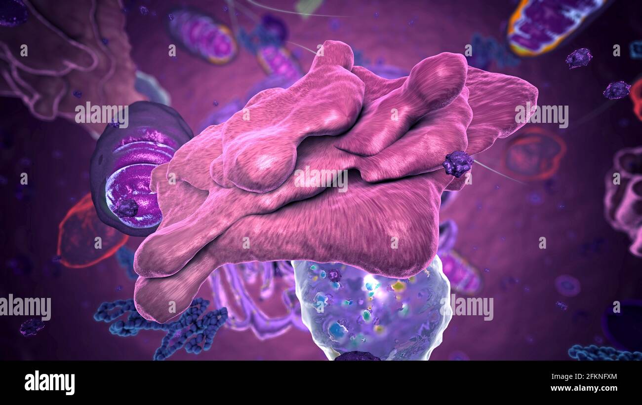 Organelles inside Eukaryote, focus on golgi apparatus - 3d illustration Stock Photo