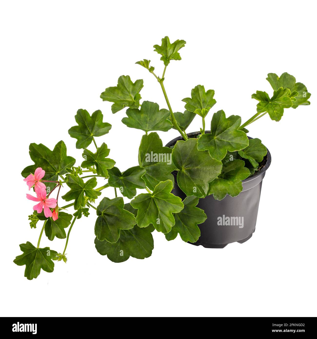 Potted ivy geranium or cascading geranium Pelargonium peltatum isolated on white background Stock Photo