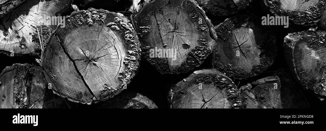 Wood texture of cut tree trunks Black and White Stock Photos & Images ...