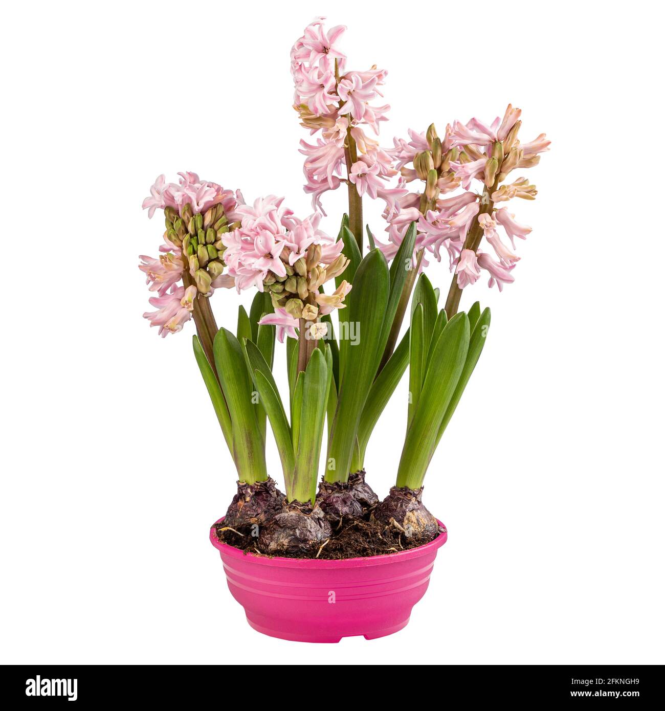 Potted pink blooming hyacinth isolated on white background Stock Photo