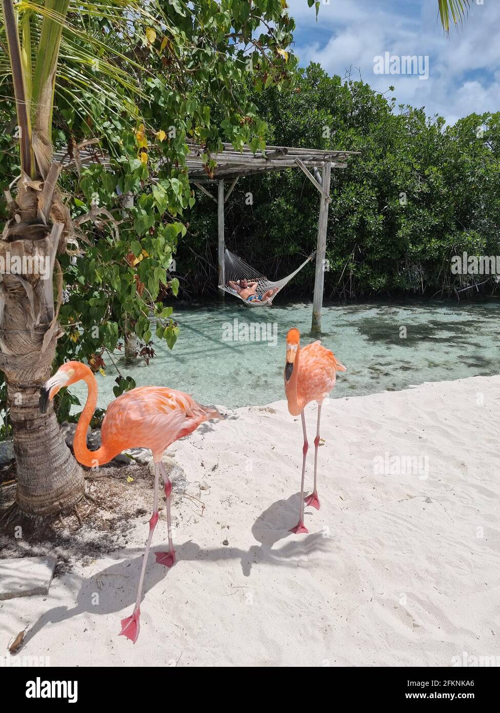 Aruba beach with pink flamingos at the beach, flamingo at the beach in ...