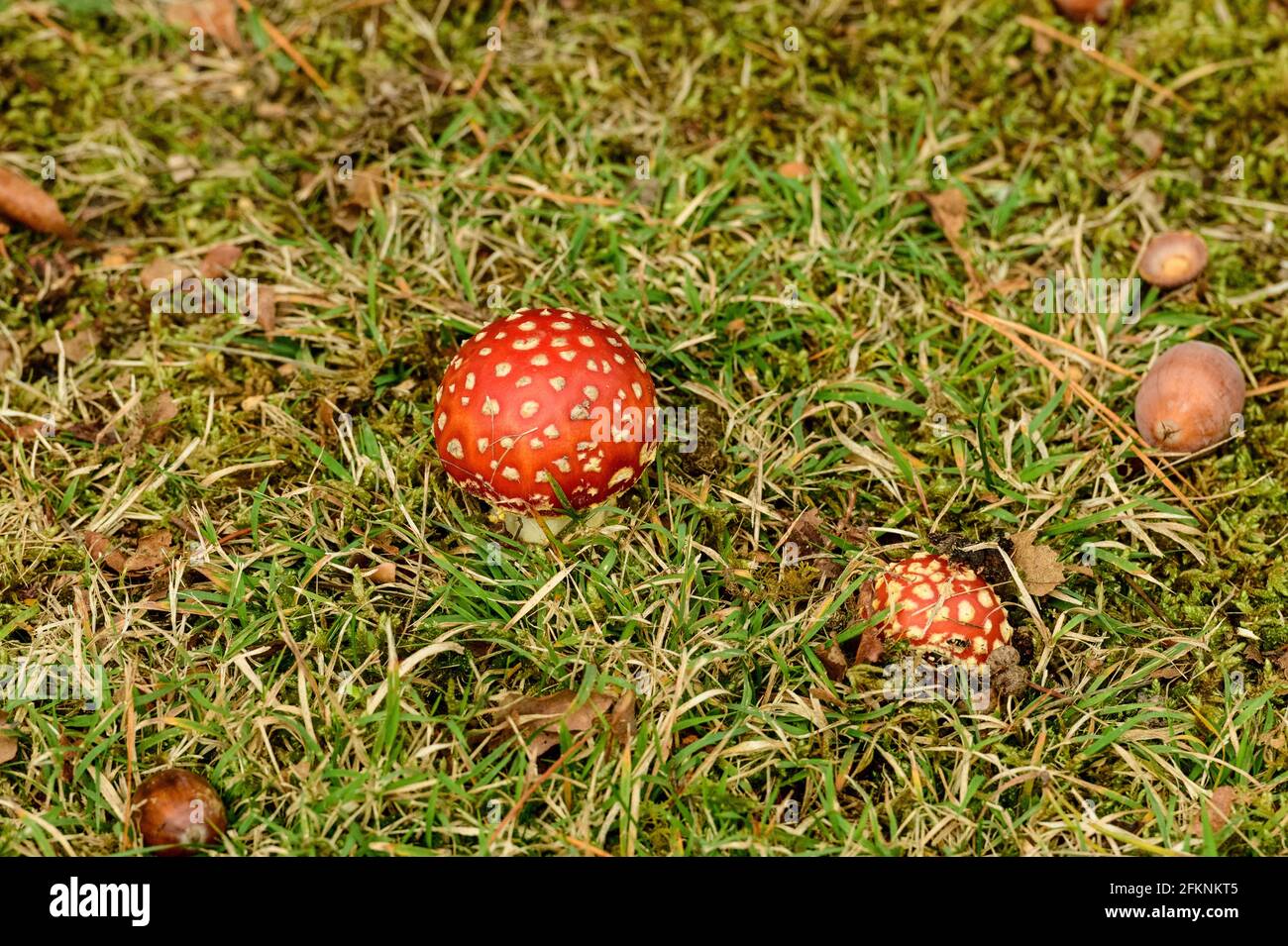 Autumn and a Fly agaric emerges amongst the fallen acorns Stock Photo