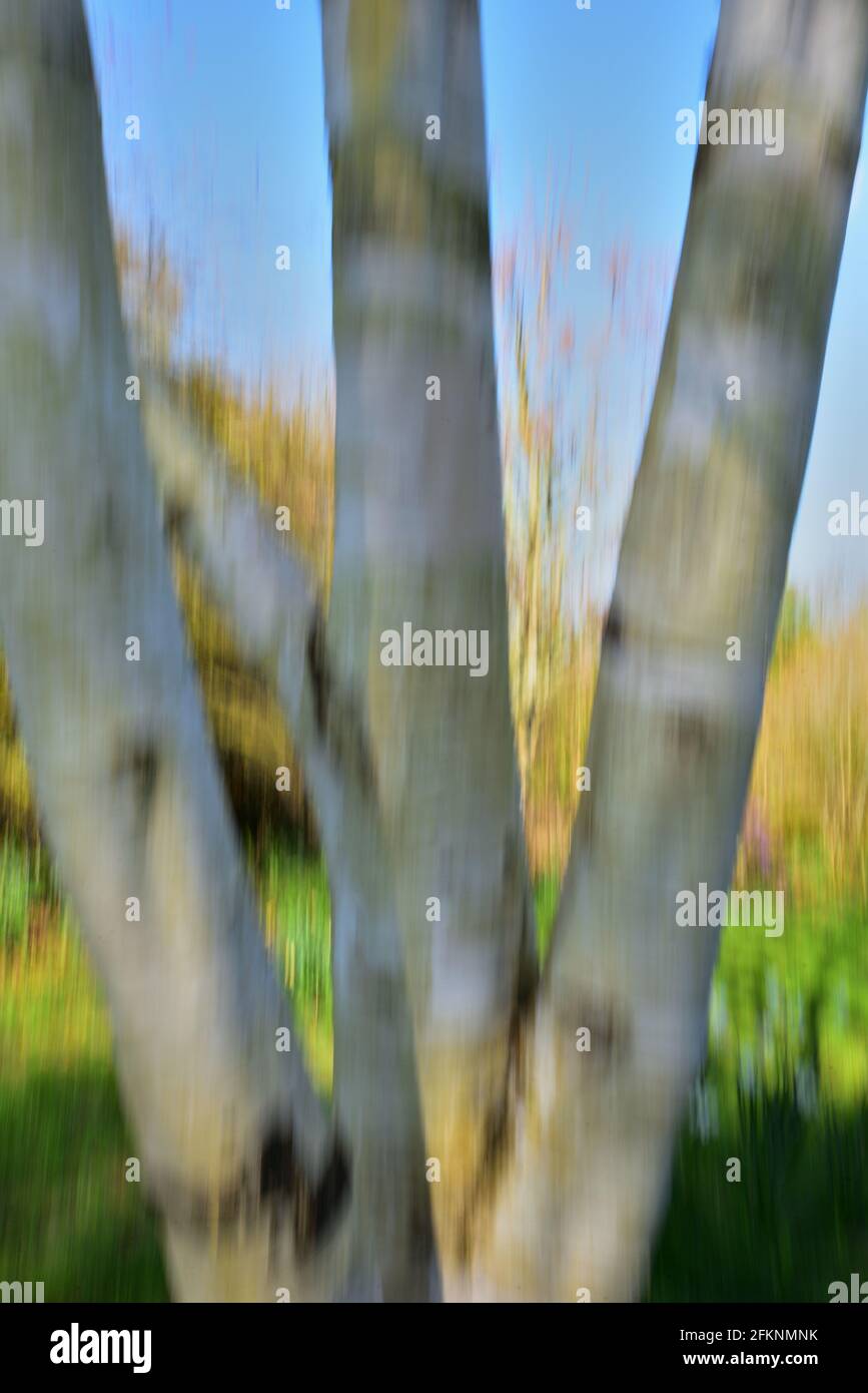 Silver birch tree blurred by using Intentional Camera Movement (ICM) Stock Photo