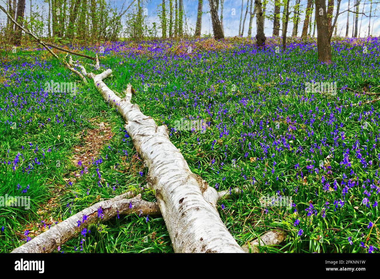 Carpet of beautiful bluebell flowers, Hyacinthoides non-scripta, in the bluebell forest at the town of Baal, Germany Stock Photo