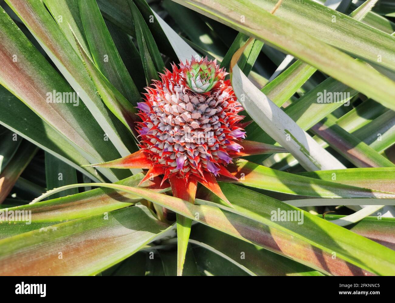 Pineapple sprout fruit growing in a plantation Stock Photo