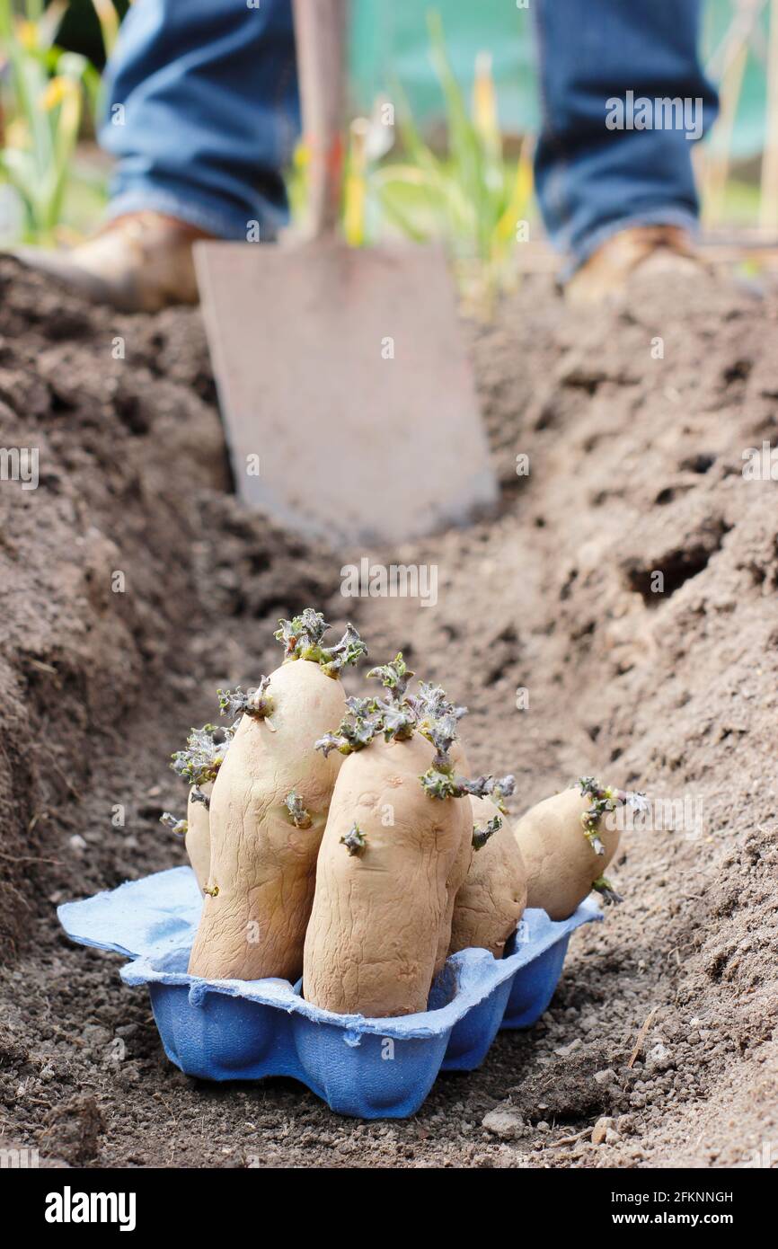Planting potatoes in a garden. Chitted seed potatoes - Solanum tuberosum 'Ratte' second earlies - ready for planting into a trench Stock Photo