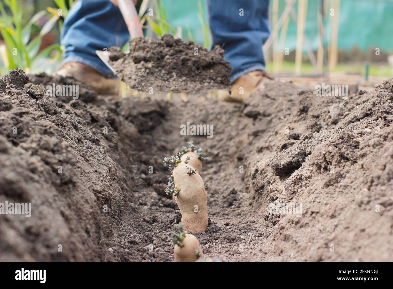Planting potatoes in a garden. Putting soil onto chitted seed potatoes - Solanum tuberosum 'Ratte' second earlies - planting in a trench. UK Stock Photo