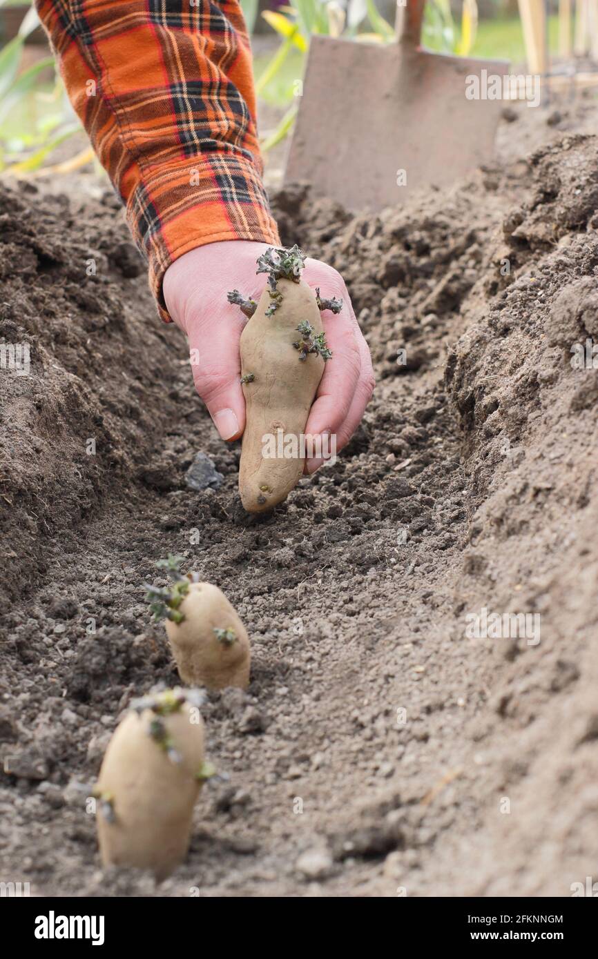 Planting potatoes by hand in a garden. Chitted seed potatoes - Solanum tuberosum 'Ratte' second earlies - being planted into a trench. Stock Photo