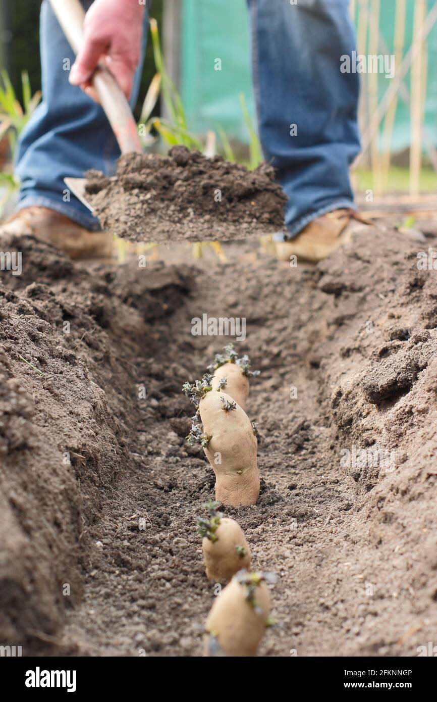 Planting potatoes in a garden. Putting soil onto chitted seed potatoes - Solanum tuberosum 'Ratte' second earlies - planting in a trench. UK Stock Photo