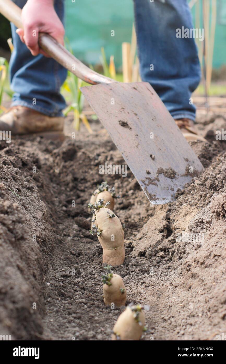 Planting potatoes in a garden. Chitted seed potatoes - Solanum tuberosum 'Ratte' second earlies - planted into a trench. Stock Photo